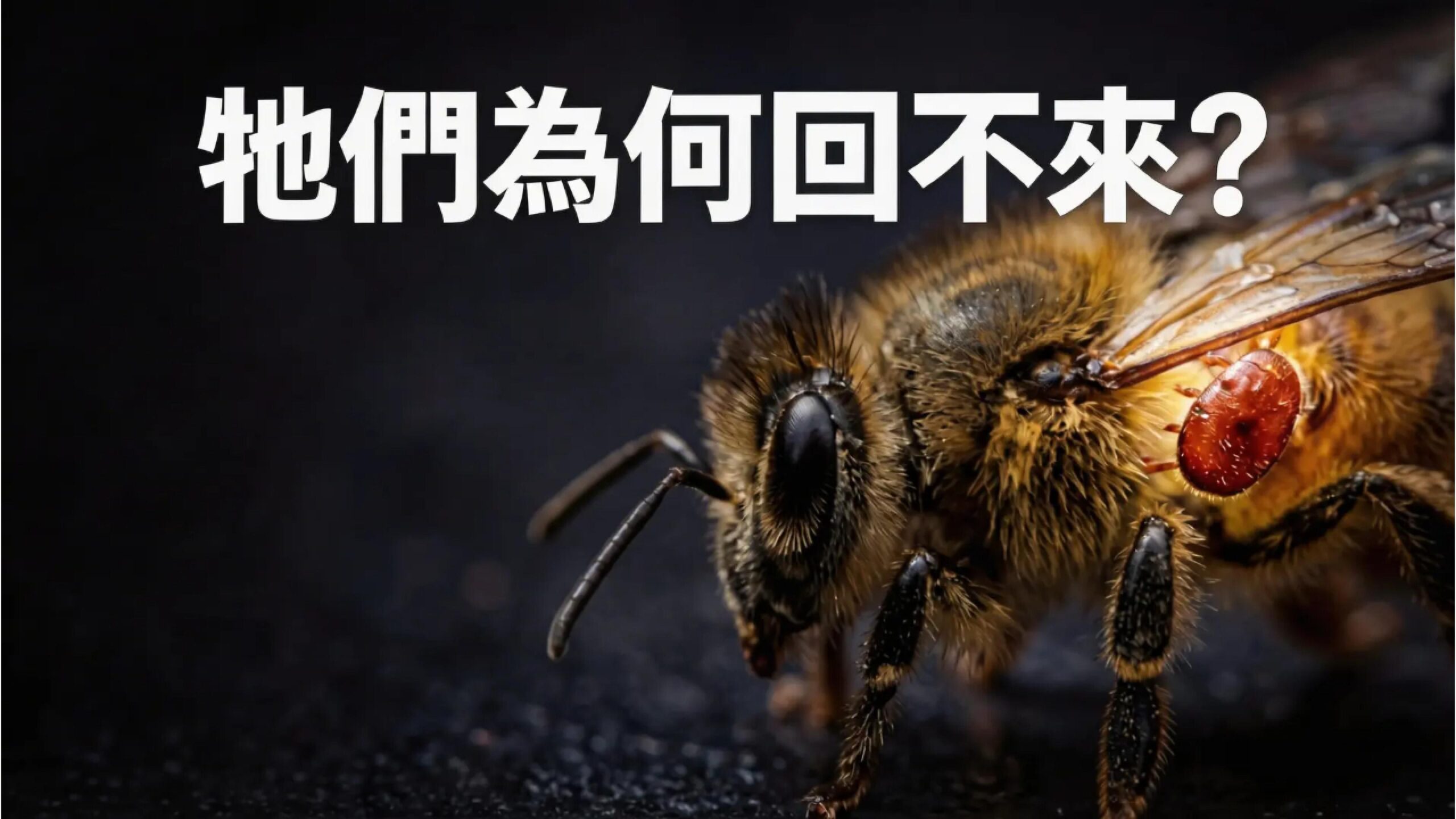 蜜蜂感染寄生蟲與蜂群崩解現象，探討蜜蜂消失的原因