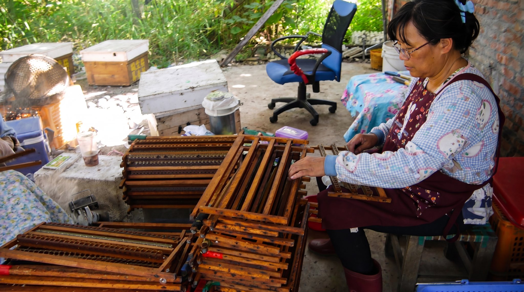 蜂場現場進行蜂王乳作業，完成取漿後銜接點漿與後續移蟲流程，呈現蜂王乳生產中的分工與作業節奏。