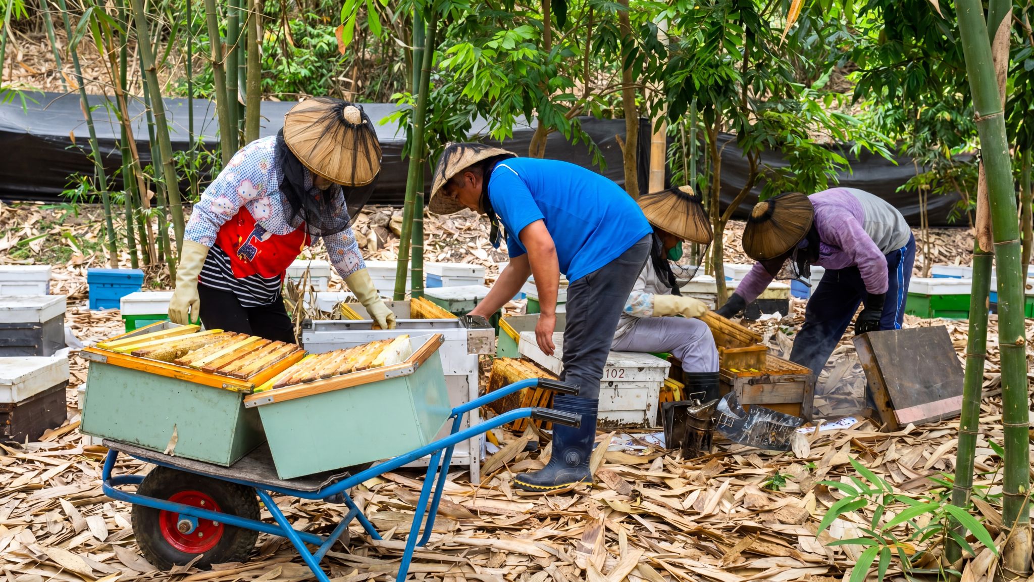 蜂農於外場進行採蜜作業，開箱取出巢框並進行初步處理